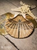 Dragonfly Reverie