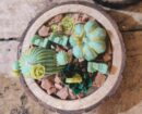 Succulent Garden Candle