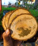 Golden Earth Reverie coasters