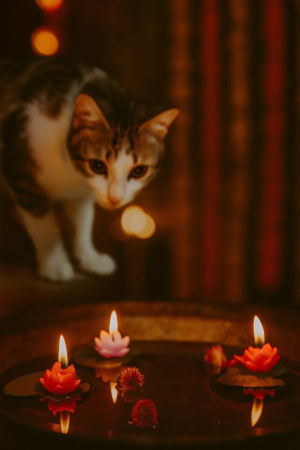 Divine Glow of Lotus – Exclusive Floating T-Light Set of 5 - Image 8